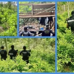 Más de 90 mil arbustos de coca han sido asegurados en 46 días de 2026
