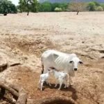 Bajo la lupa el corredor seco