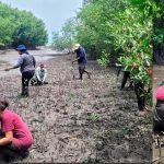 Siembran 5 mil plántulas de mangle rojo en Golfo de Fonseca