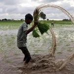 Cómo las guerras en Ucrania e Irán y El Niño podrían agravar el hambre mundial
