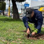 AMDC reporta siembra de más de 40 mil plantas en la capital